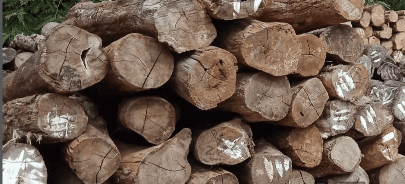 kayu jati berkualitas