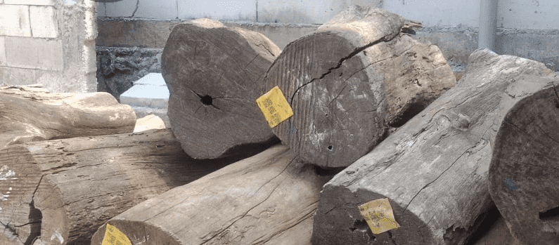 kayu jati tua perhutani